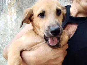 Cachorro raça Srd idade 2 a 6 meses nome Greta