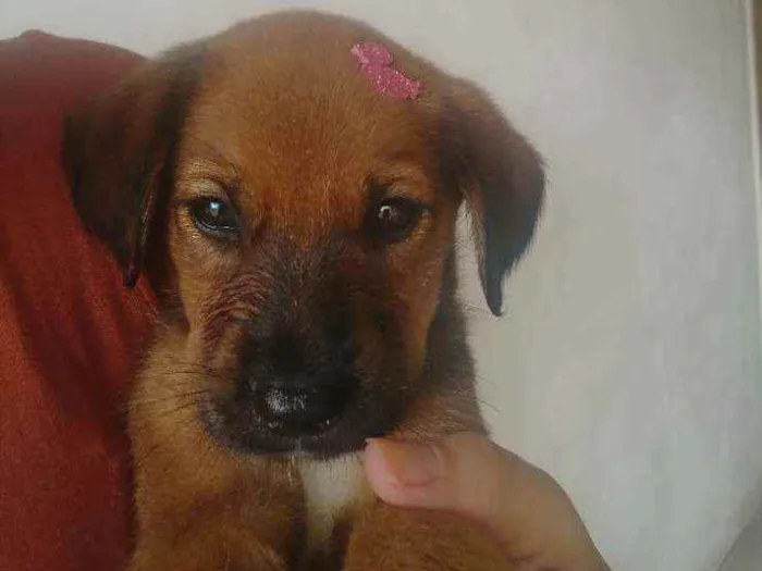 Cachorro ra a SRD idade 2 a 6 meses nome Mimi