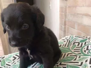 Cachorro raça SRD idade Abaixo de 2 meses nome Robin