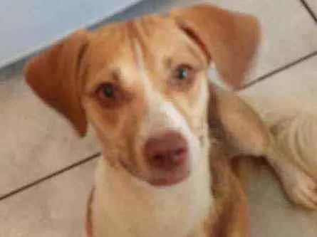 Cachorro ra a Vira-lata parecido com Beagle idade 7 a 11 meses nome Kiara