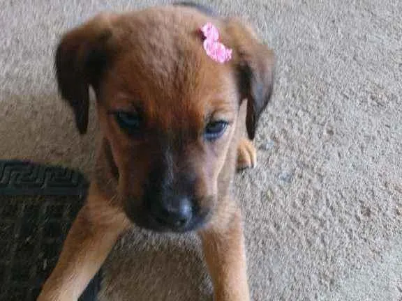 Cachorro ra a SRD idade 2 a 6 meses nome Mimi