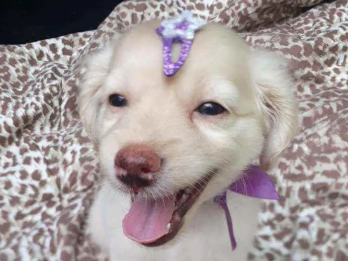 Cachorro raça  idade 2 a 6 meses nome Filhotes D. Jane