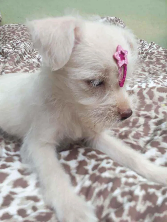 Cachorro raça  idade 2 a 6 meses nome Filhotes D. Jane