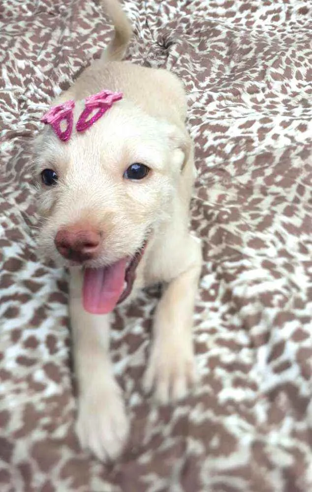 Cachorro raça  idade 2 a 6 meses nome Filhotes D. Jane