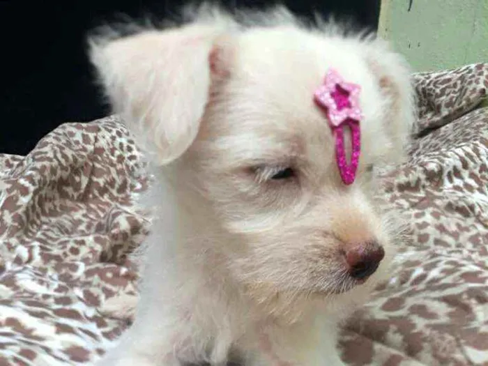 Cachorro raça  idade 2 a 6 meses nome Filhotes D. Jane