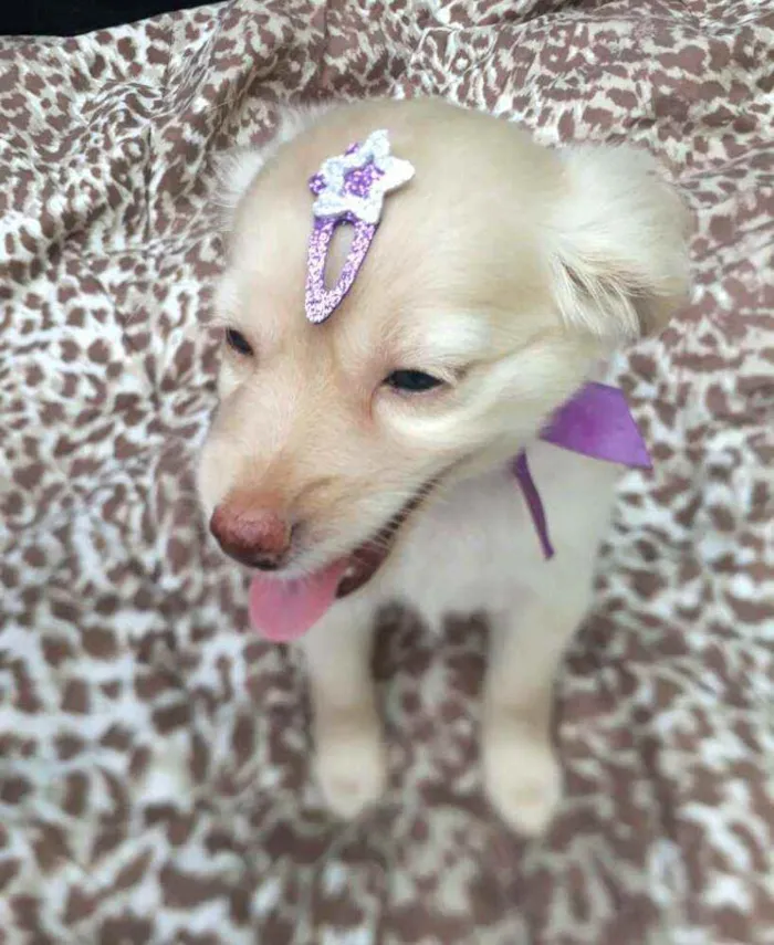 Cachorro raça  idade 2 a 6 meses nome Filhotes D. Jane