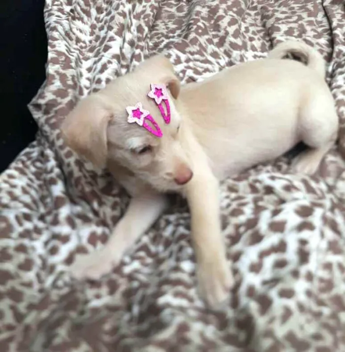 Cachorro raça  idade 2 a 6 meses nome Filhotes D. Jane