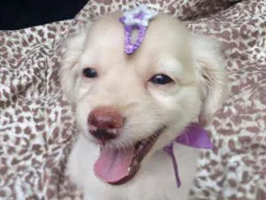 Cachorro raça  idade 2 a 6 meses nome Filhotes D. Jane