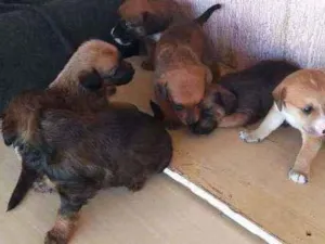 Cachorro raça Vira lata  idade 2 a 6 meses nome Não tem nom