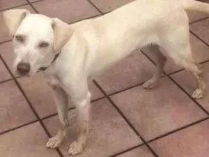 Cachorro raça Pitbull misturado com labrador idade 7 a 11 meses nome Spaike 