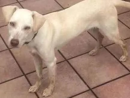 Cachorro ra a Pitbull misturado com labrador idade 7 a 11 meses nome Spaike 