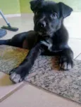 Bailey