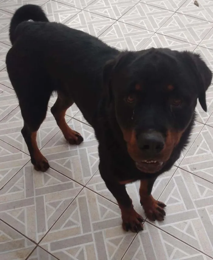 Cachorro ra a Rottweiler idade 1 ano nome Hulk