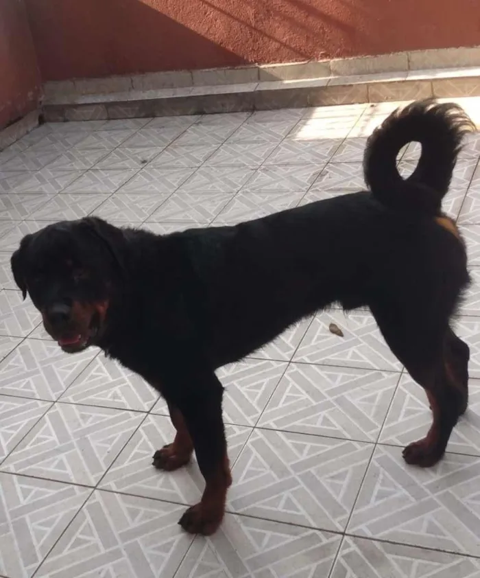 Cachorro ra a Rottweiler idade 1 ano nome Hulk