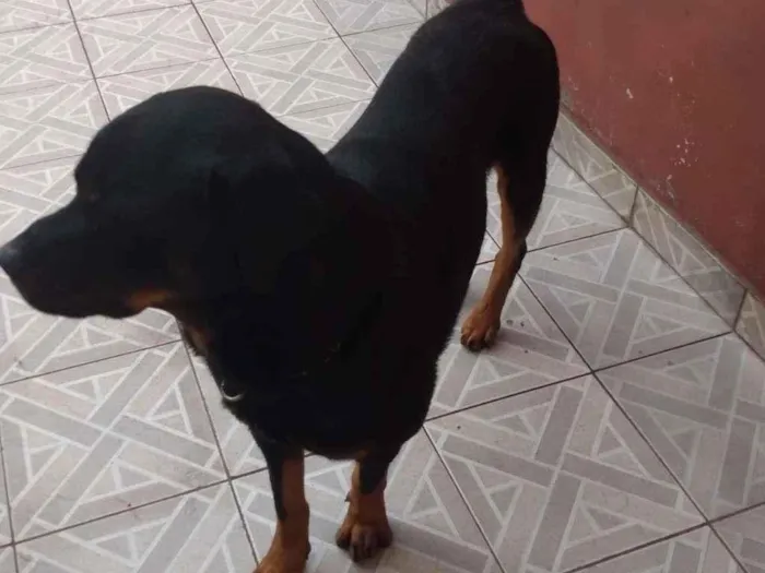 Cachorro ra a Rottweiler idade 2 anos nome Thor