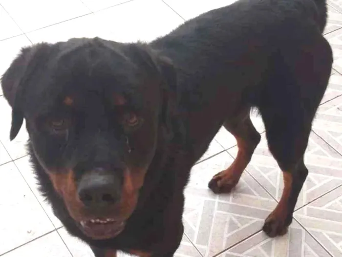 Cachorro ra a Rottweiler idade 1 ano nome Hulk