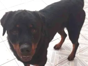 Cachorro raça Rottweiler idade 1 ano nome Hulk