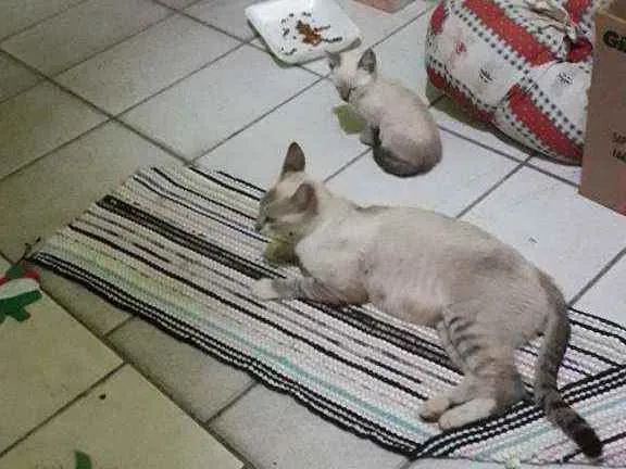 Gato ra a Não sei a raça  idade 2 a 6 meses nome Não tem nome