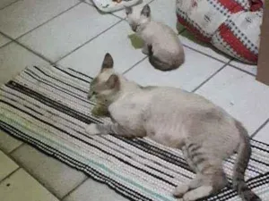 Gato raça Não sei a raça  idade 2 a 6 meses nome Não tem nome