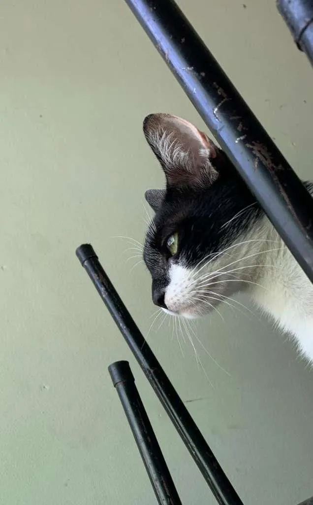 Gato raça SRD-ViraLata idade 7 a 11 meses nome Noel