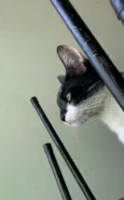 Noel