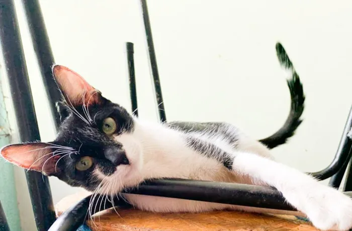 Gato raça SRD-ViraLata idade 7 a 11 meses nome Noel