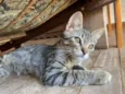 Lupin (filhote)