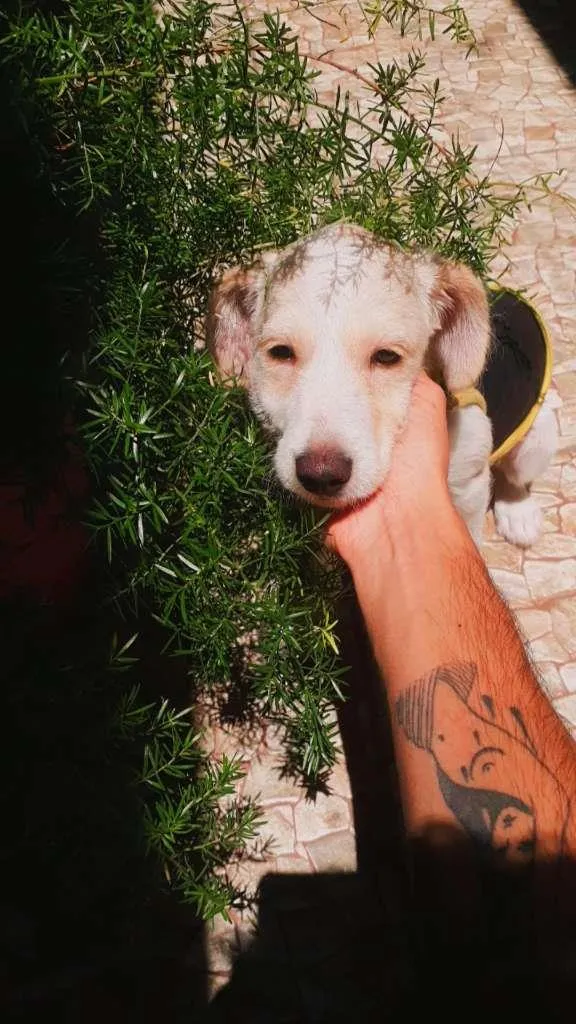 Cachorro raça SRD-ViraLata idade 2 a 6 meses nome Ralph