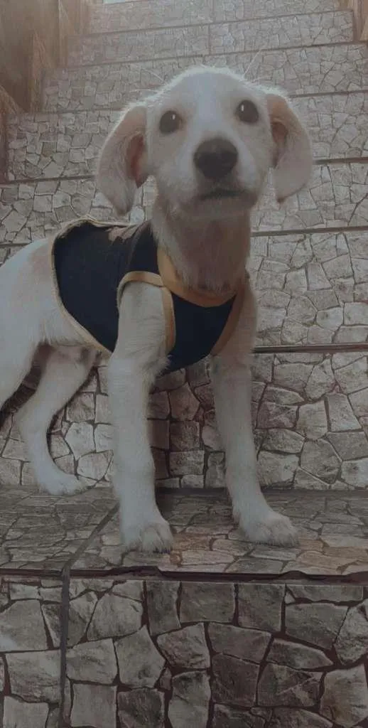 Cachorro raça SRD-ViraLata idade 2 a 6 meses nome Ralph