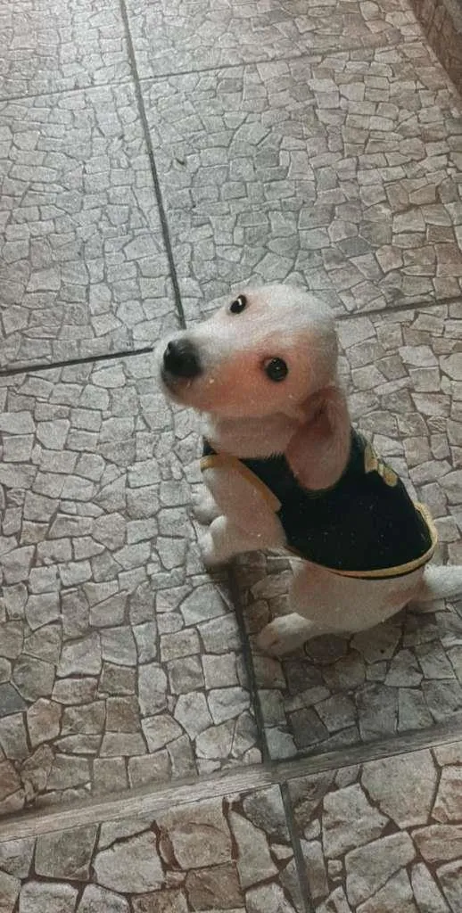 Cachorro raça SRD-ViraLata idade 2 a 6 meses nome Ralph