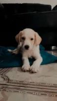 Ralph