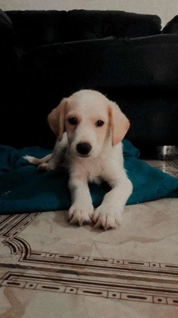 Cachorro raça SRD-ViraLata idade 2 a 6 meses nome Ralph