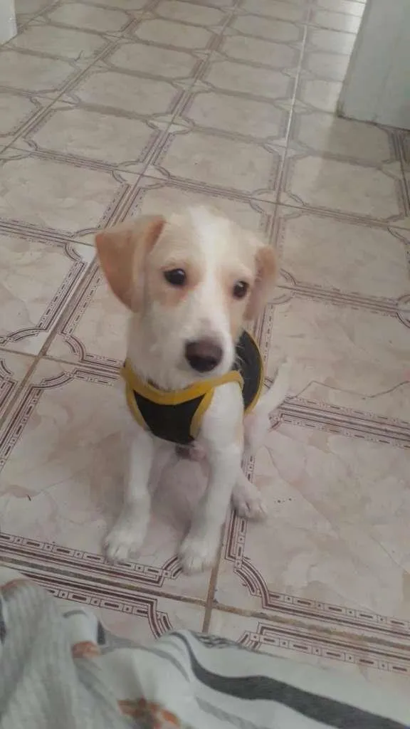 Cachorro raça SRD-ViraLata idade 2 a 6 meses nome Ralph
