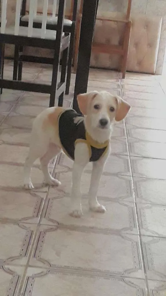 Cachorro raça SRD-ViraLata idade 2 a 6 meses nome Ralph