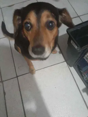 Cachorro raça Vira lata idade 5 anos nome Billy
