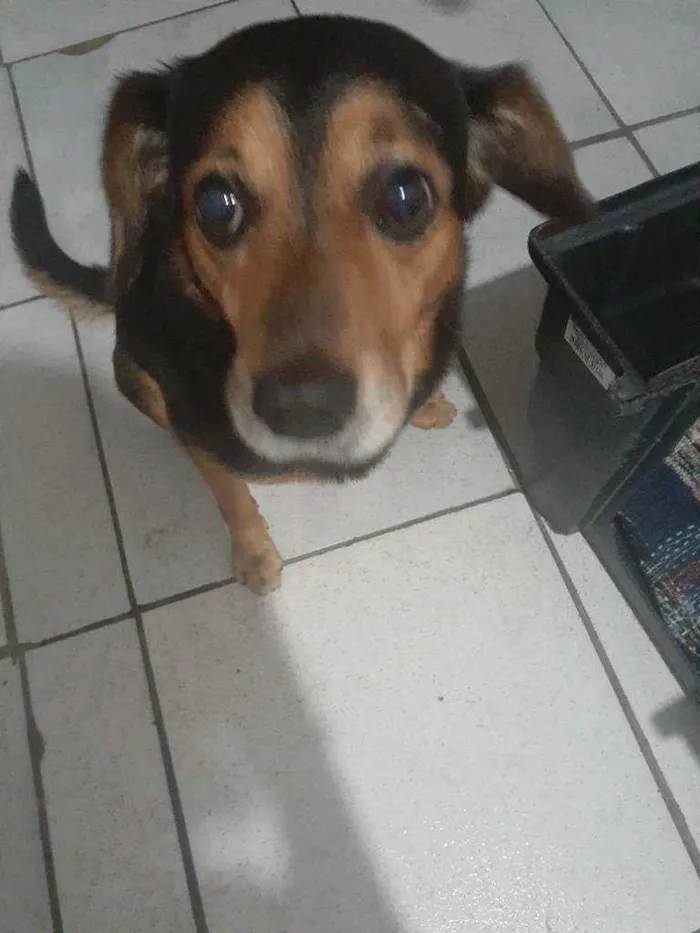 Cachorro raça Vira lata idade 5 anos nome Billy