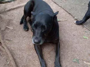 Cachorro raça Sem raça definida  idade 3 anos nome Laila