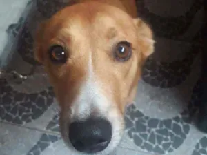 Cachorro raça Viralata idade 2 anos nome Nininha