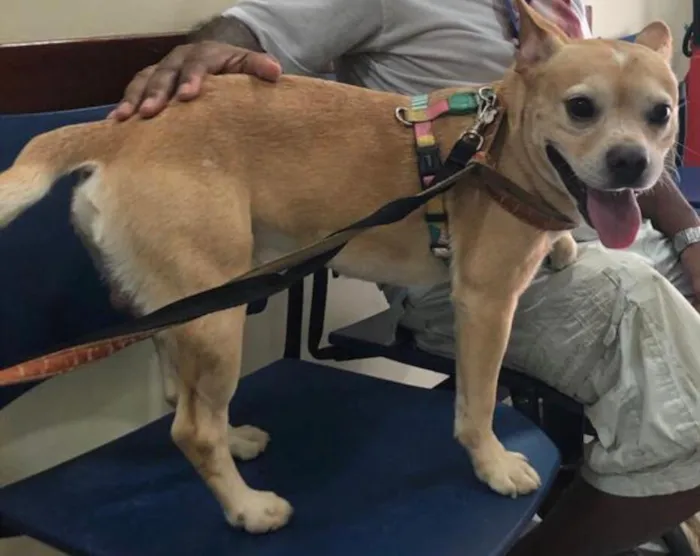 Cachorro ra a Mixto de Buldogue Francês idade 3 anos nome Thor