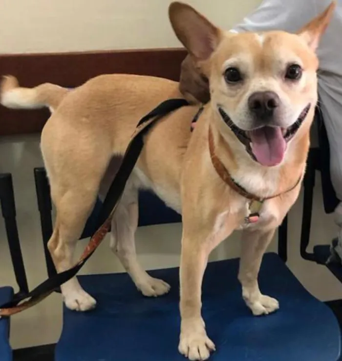 Cachorro ra a Mixto de Buldogue Francês idade 3 anos nome Thor