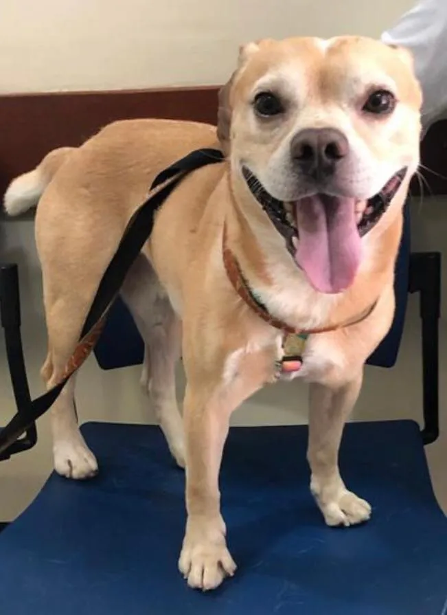 Cachorro ra a Mixto de Buldogue Francês idade 3 anos nome Thor