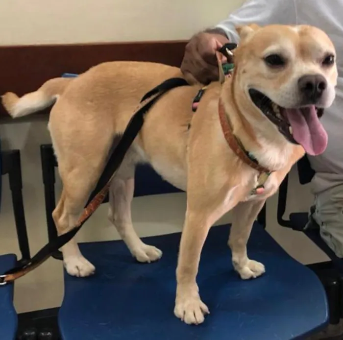 Cachorro ra a Mixto de Buldogue Francês idade 3 anos nome Thor
