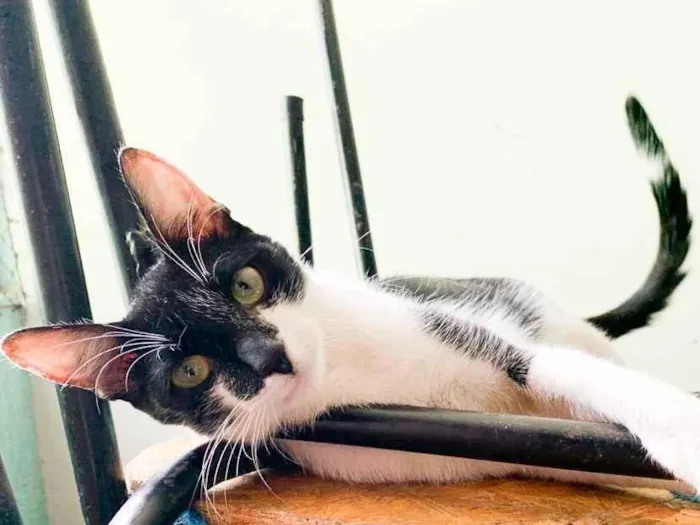 Gato raça SRD-ViraLata idade 7 a 11 meses nome Noel
