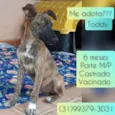 Toddy