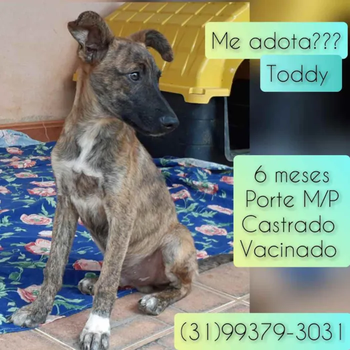 Cachorro raça SRD idade 2 a 6 meses nome Toddy