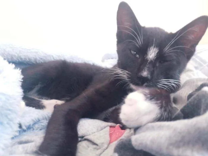 Gato ra a Indefinida idade 2 a 6 meses nome Banguela