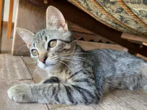 Gato raça SRD-ViraLata idade 2 a 6 meses nome Lupin (filhote)