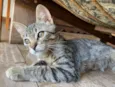 Lupin (filhote)