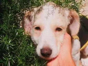 Cachorro raça SRD-ViraLata idade 2 a 6 meses nome Ralph