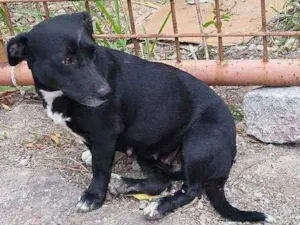 Cachorro raça Base/vira-lata idade 3 anos nome Pituca